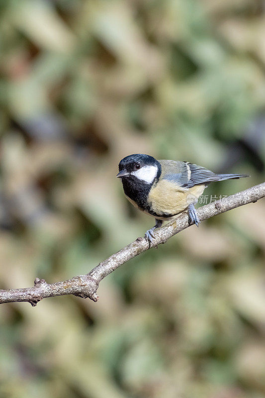 大山雀(Parus major)栖息在有复制空间的树枝上